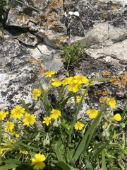 Helianthemum buschii (Helianthemum buschii)