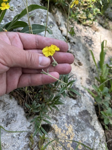 Helianthemum buschii (Helianthemum buschii)