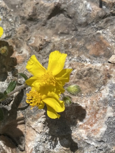 Helianthemum buschii (Helianthemum buschii)