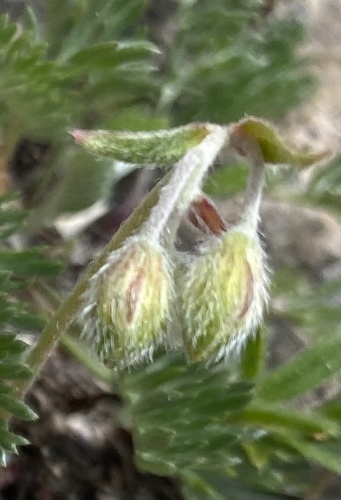 Helianthemum buschii (Helianthemum buschii)