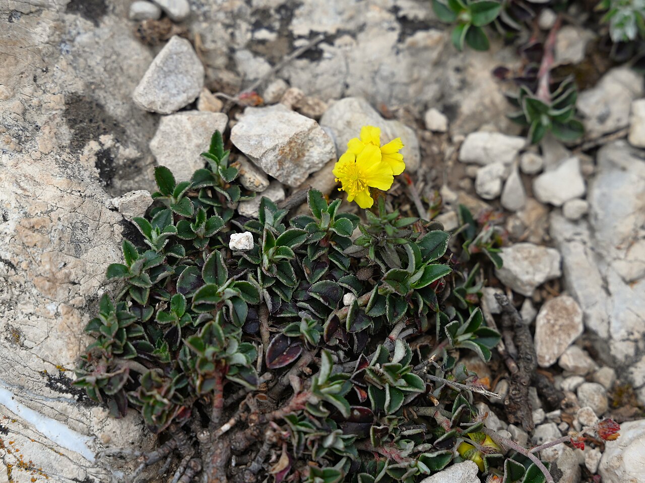 Helianthemum cinereum: Helianthemum cinereum on slopes Pico la Tinosa near Las Lagunillas, Andalusia