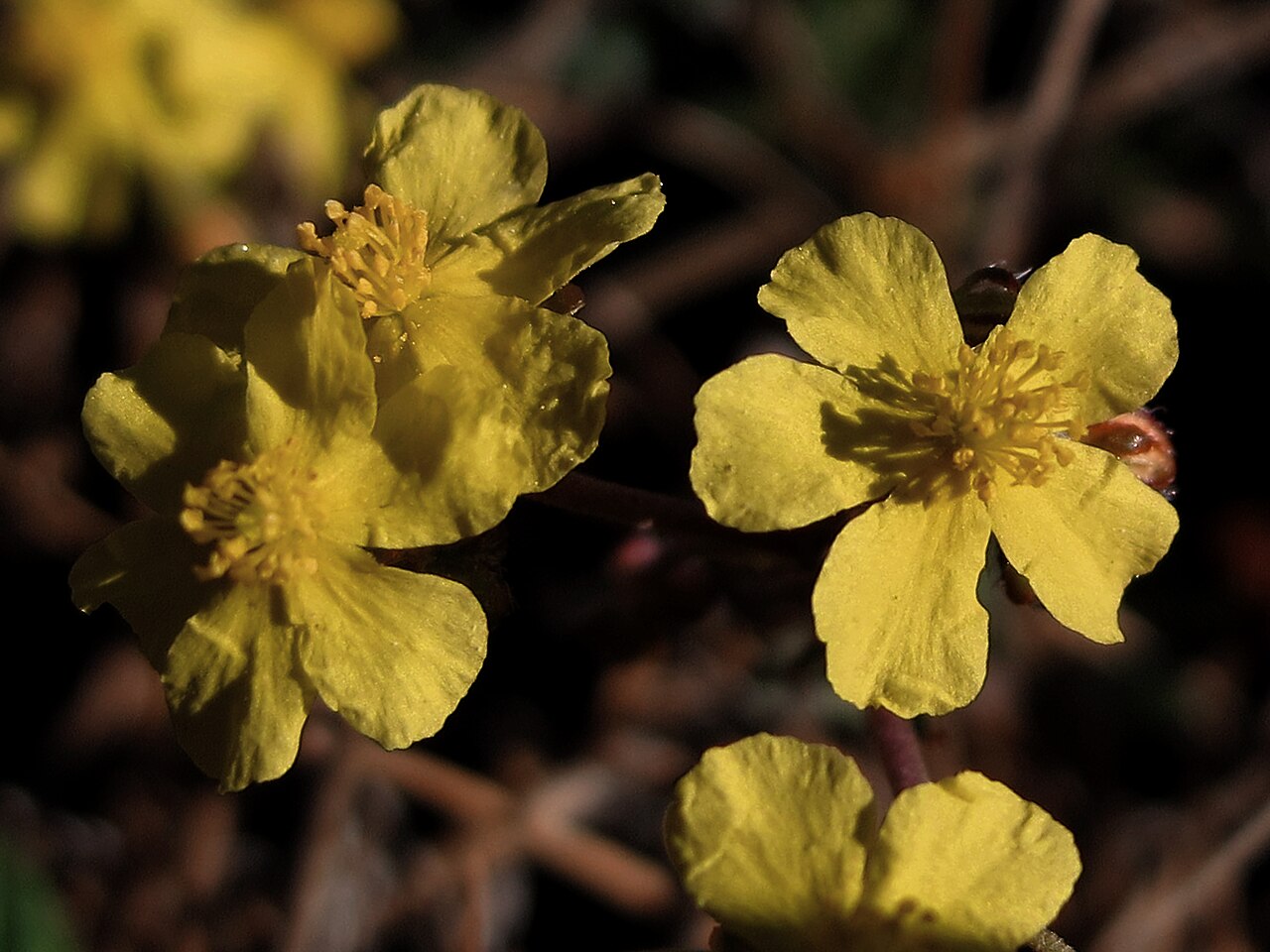 Helianthemum cinereum: Compuesta por unas 110 especies, el nombre de este género deriva del griego Helios = sol y de anthemon = flor, las flores luminosas , amarillas y estrelladas de