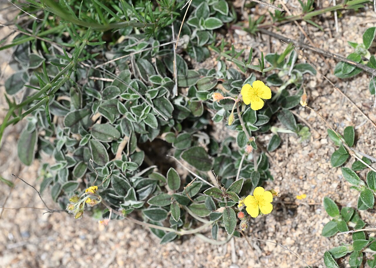Helianthemum cinereum: Helianthemum cinereum in Quentar, Andalusia