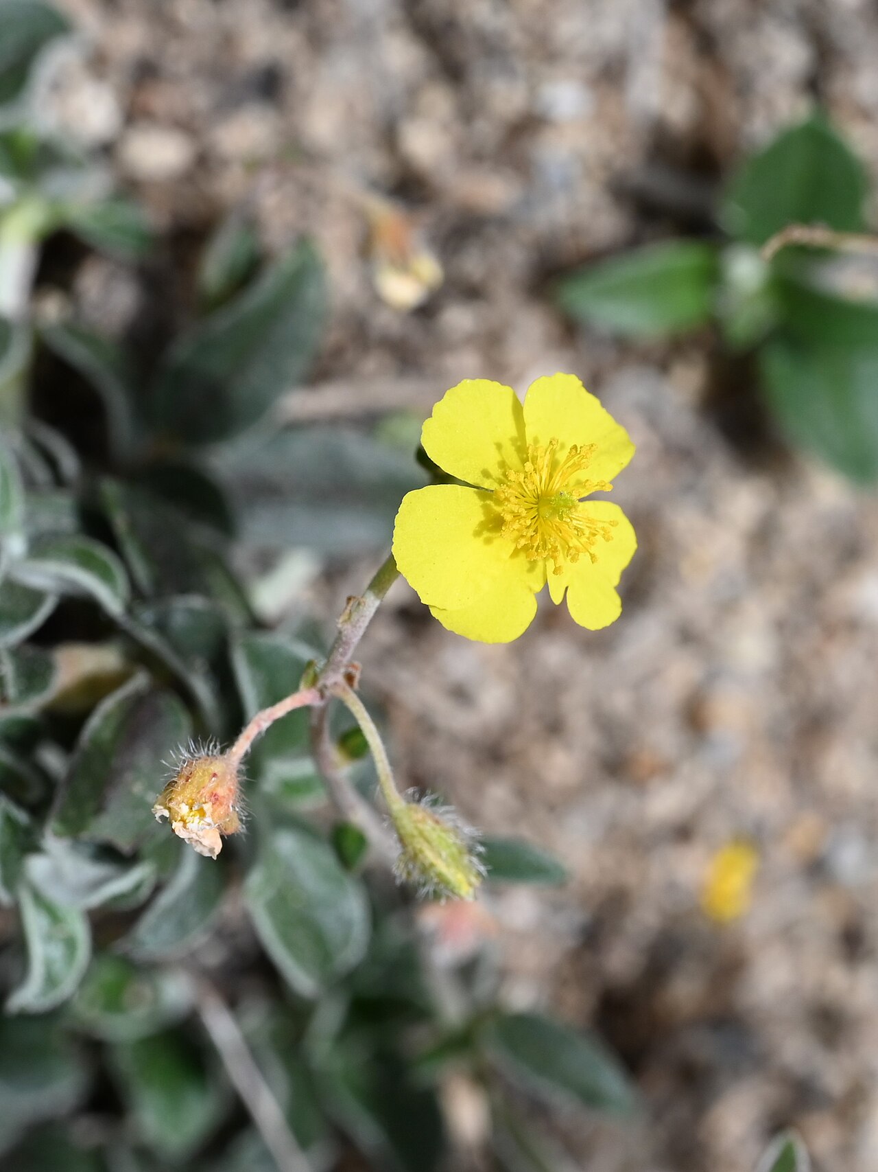 Helianthemum cinereum: Helianthemum cinereum in Quentar, Andalusia