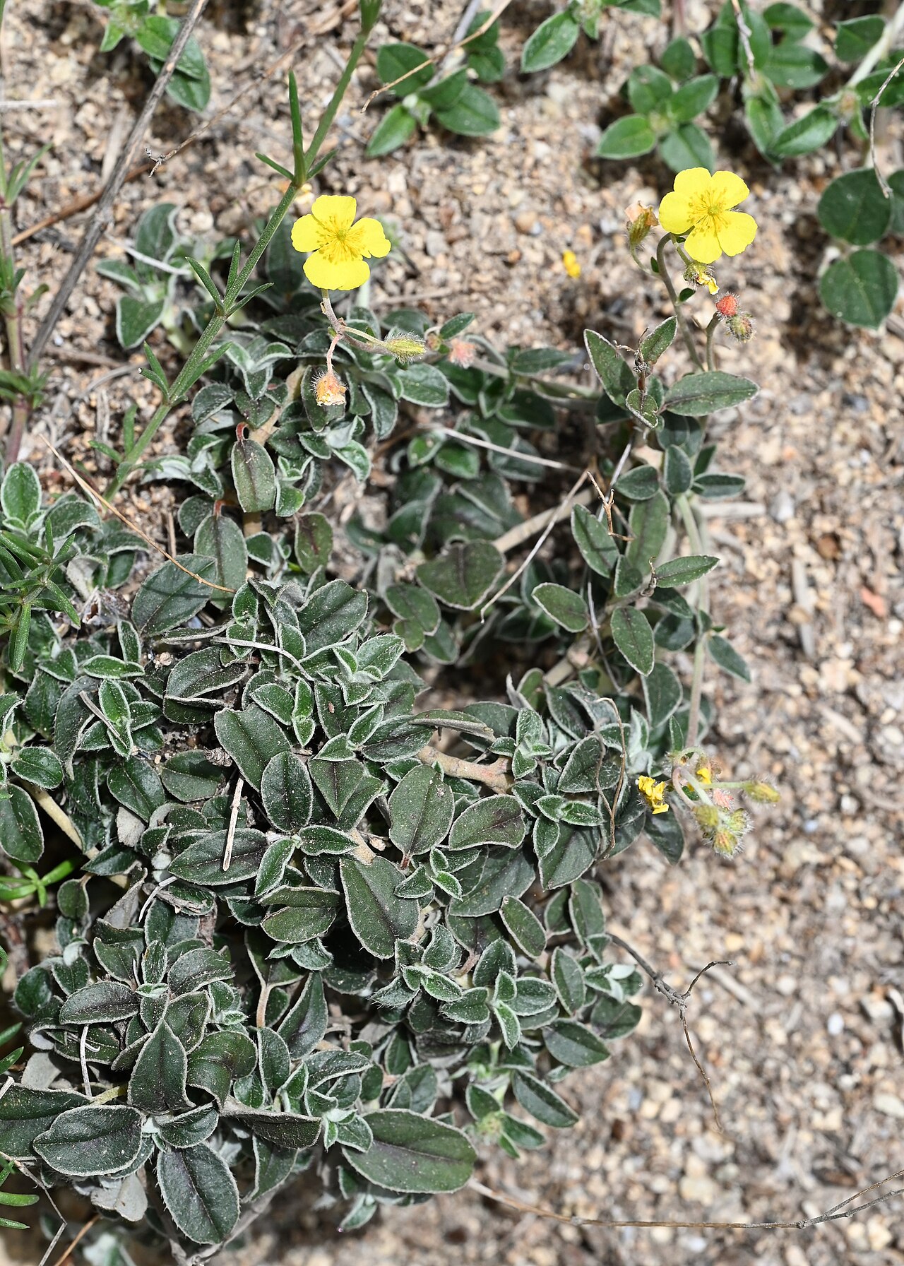 Helianthemum cinereum: Helianthemum cinereum in Quentar, Andalusia