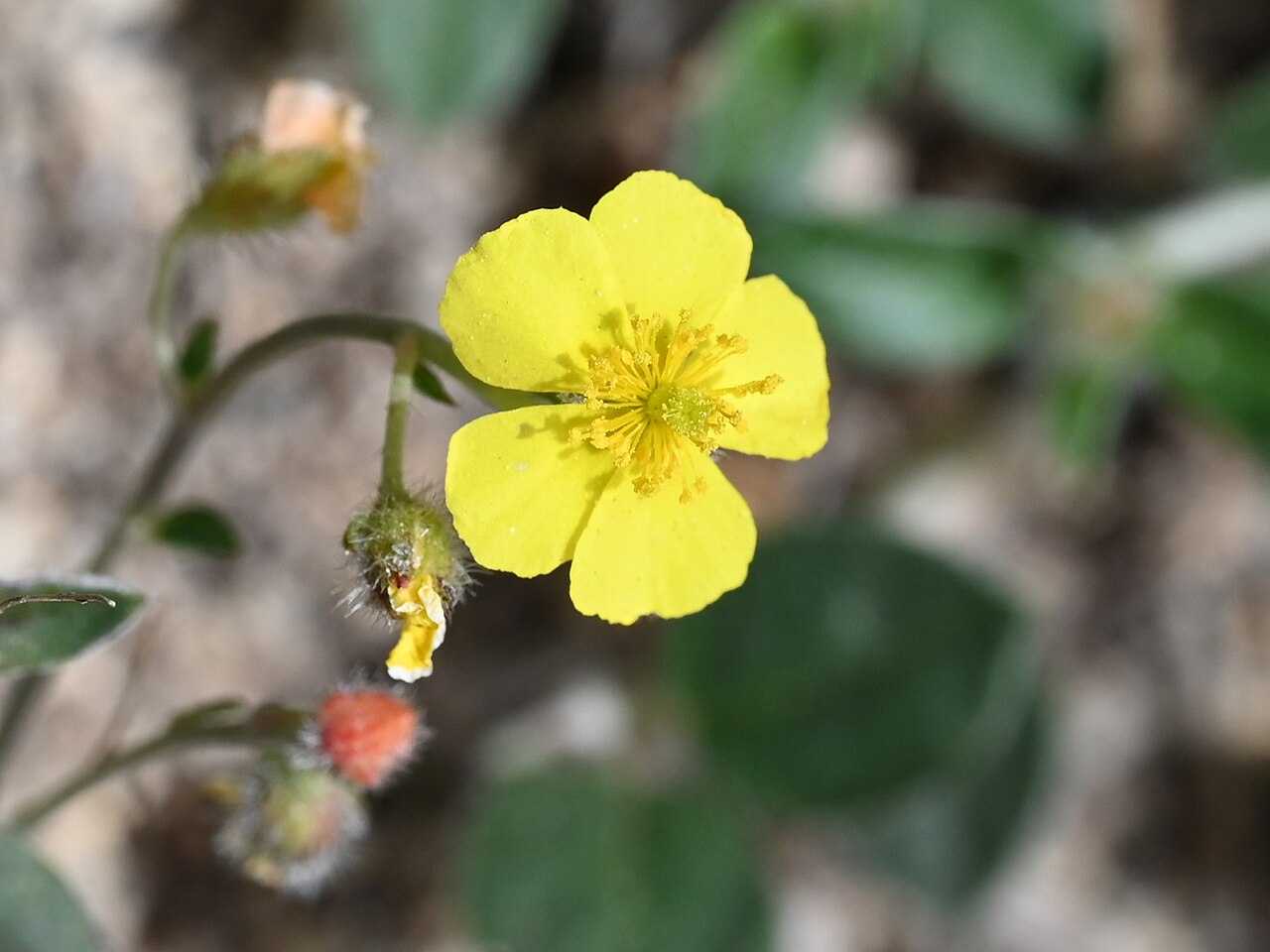 Helianthemum cinereum: Helianthemum cinereum in Quentar, Andalusia