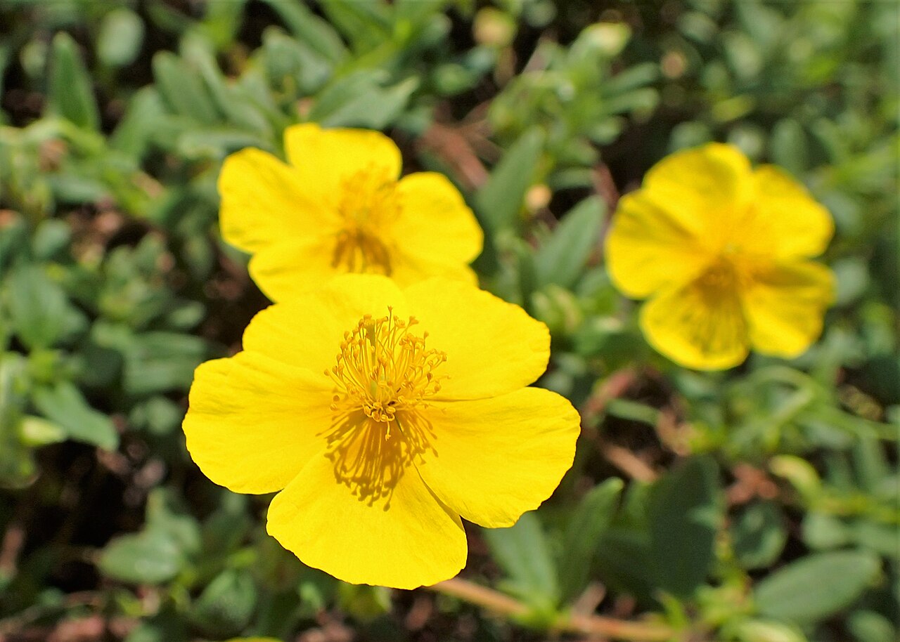 Helianthemum ciscaucasicum: Helianthemum ciscaucasicum in Botanical garden in Vácrátót