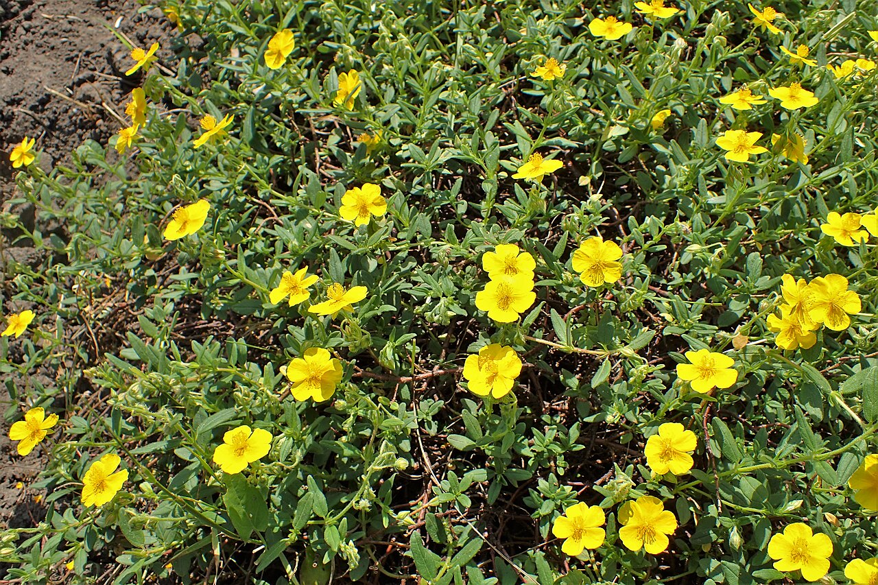 Helianthemum ciscaucasicum: Helianthemum ciscaucasicum in Botanical garden in Vácrátót