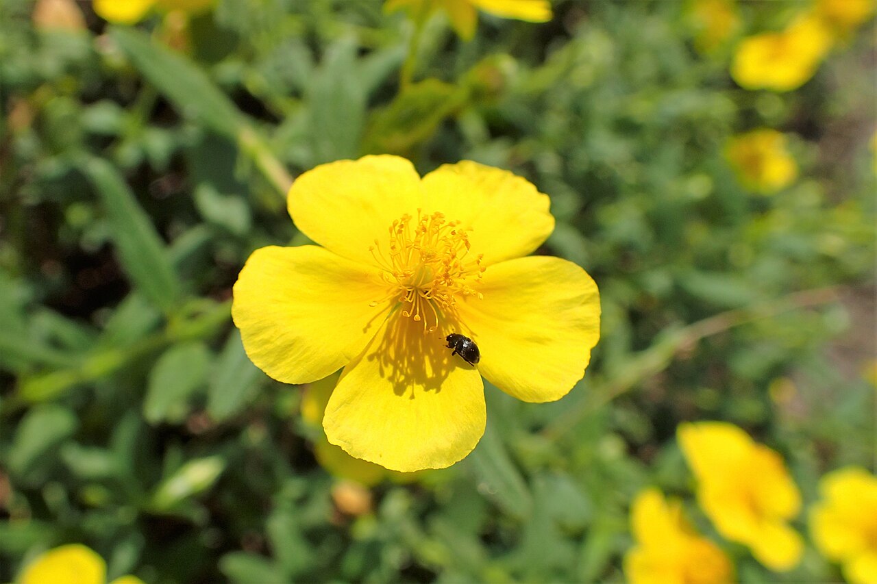 Helianthemum ciscaucasicum: Helianthemum ciscaucasicum in Botanical garden in Vácrátót