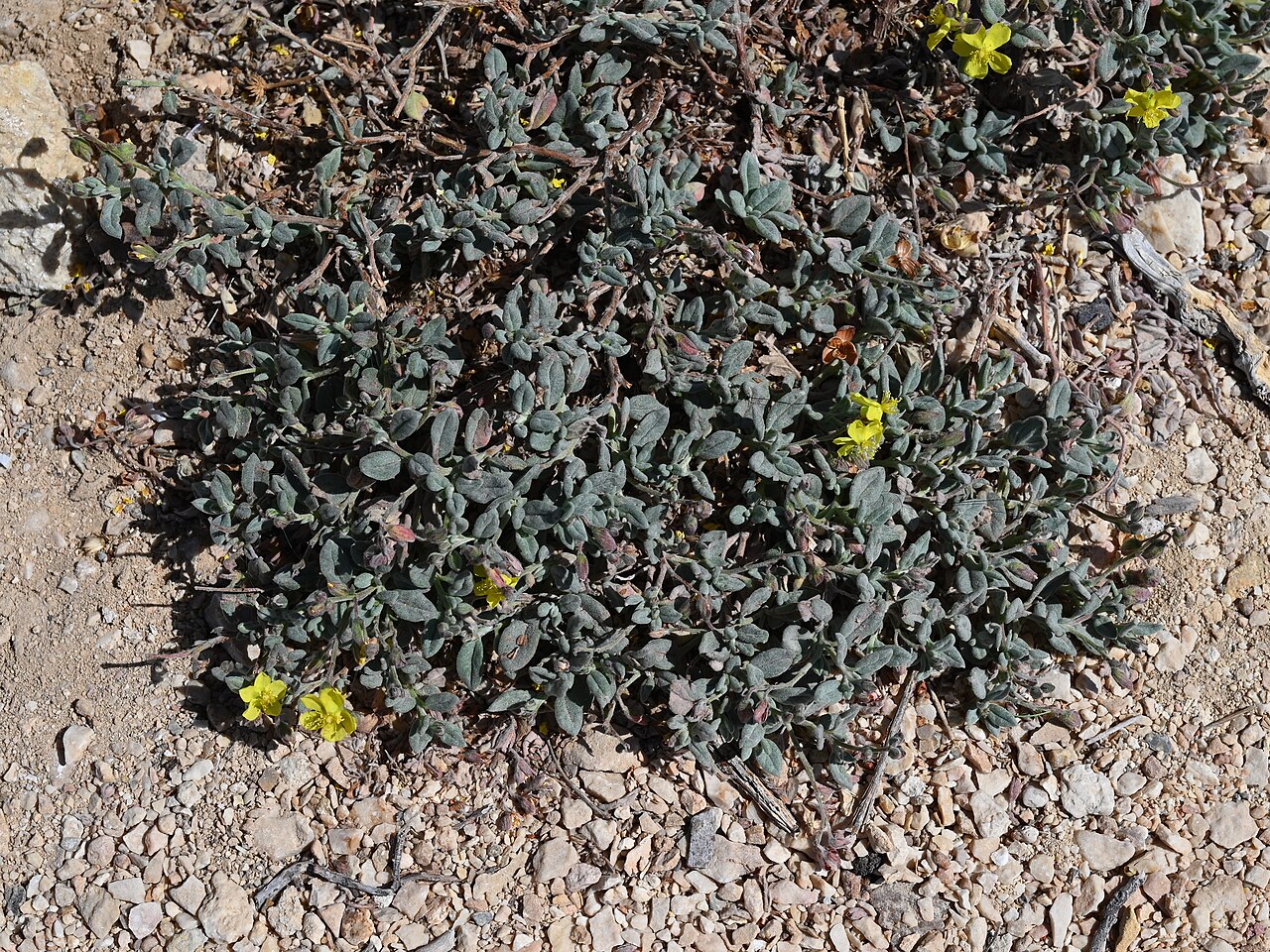 Helianthemum citrinum: Helianthemum citrinum in Wadi Dawkah, Dhofar, Oman