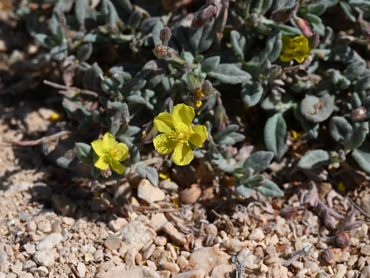 Helianthemum citrinum: Helianthemum citrinum in Wadi Dawkah, Dhofar, Oman