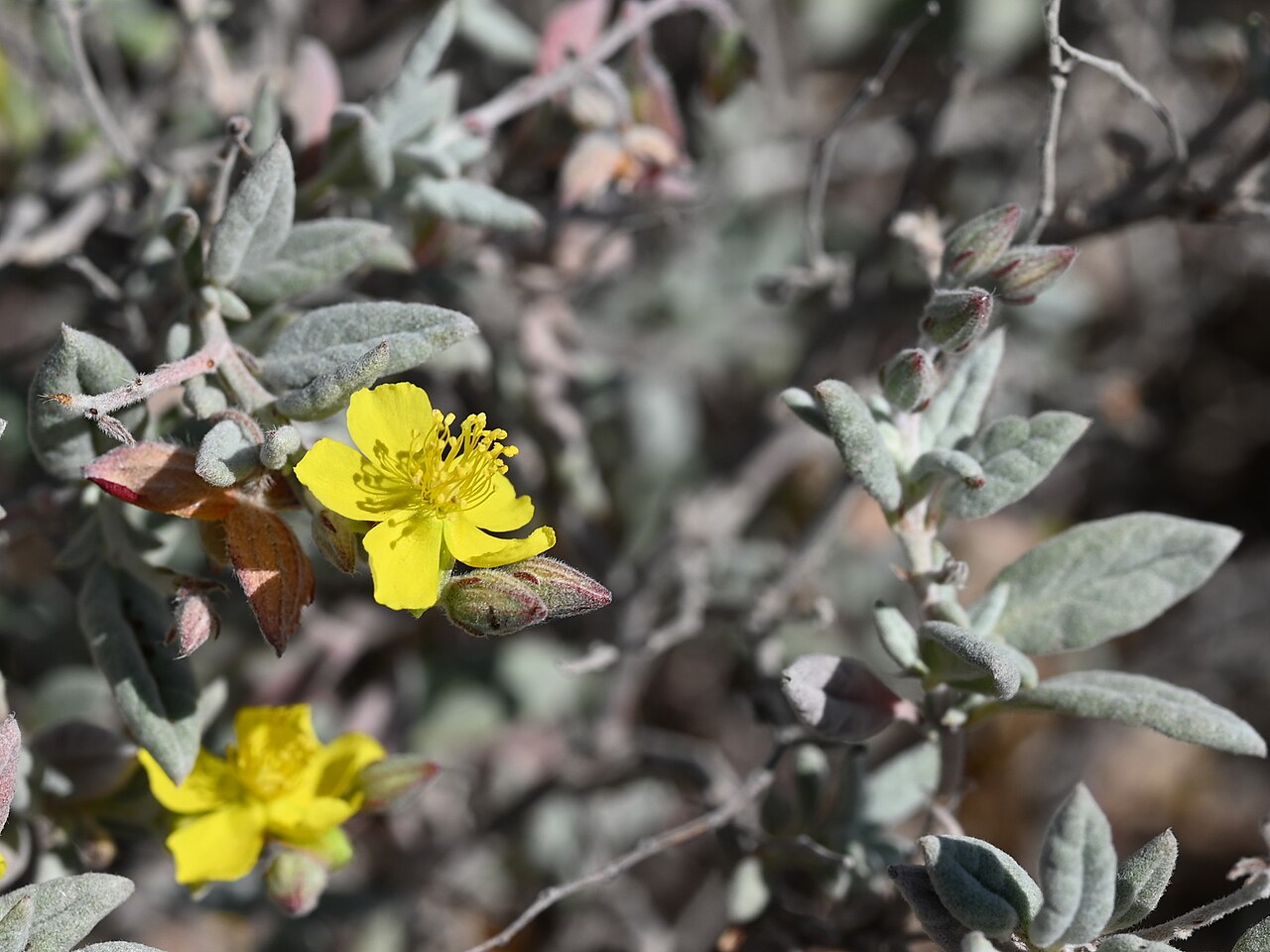 Helianthemum citrinum: Helianthemum citrinum in Wadi Dawkah, Dhofar, Oman