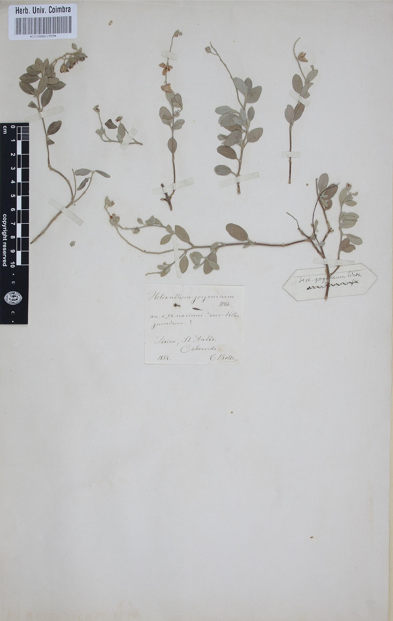 Helianthemum gorgoneum: Photograph of Type of Helianthemum gorgoneum at Herbarium of the University of Coimbra, Portugal (COI). Specimen COI00061959. http://coicatalogue.uc.pt/specimen