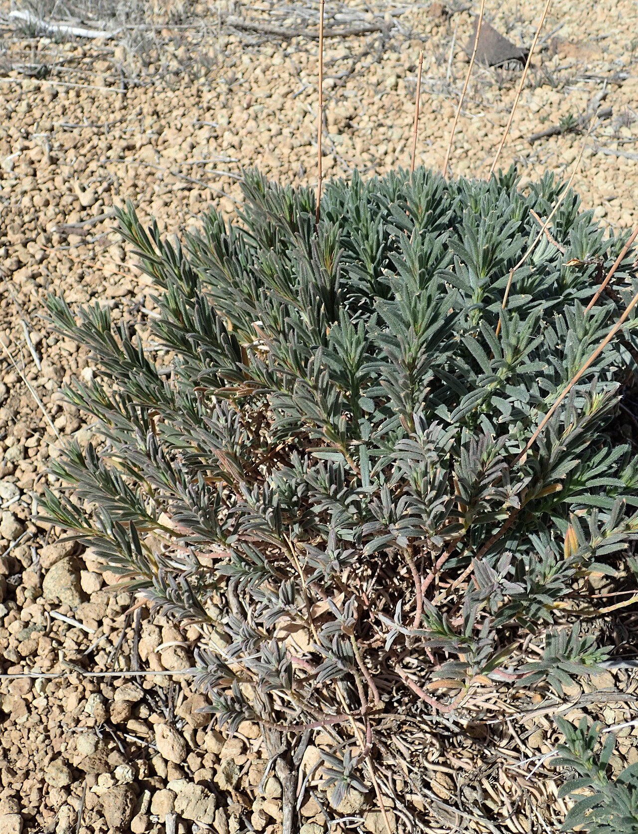 Helianthemum juliae: Helianthemum juliae in Centro de Visitantes in Los Canadas del Teide, Tenerife, Canary Islands
