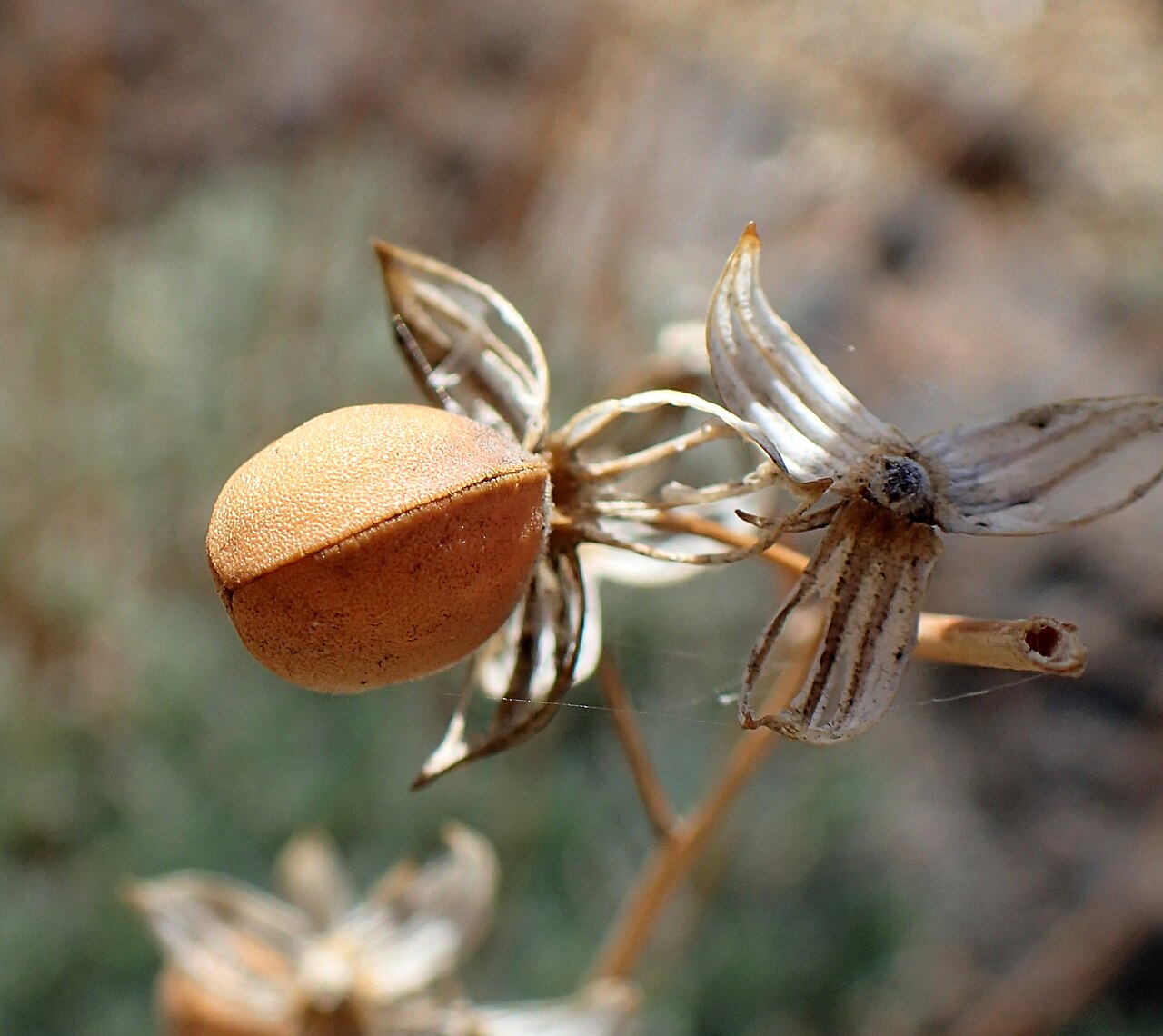 Helianthemum juliae: Fruit (capsule) of Helianthemum juliae in Centro de Visitantes in Los Canadas del Teide, Tenerife, Canary Islands