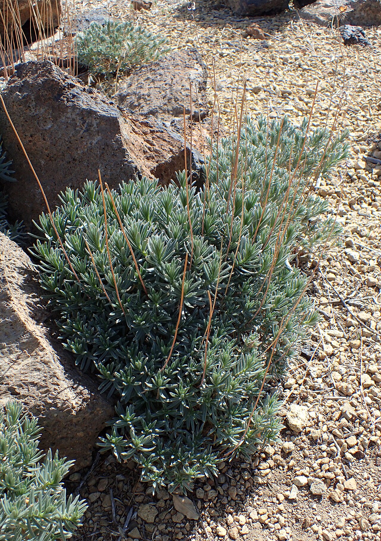 Helianthemum juliae: Helianthemum juliae in Centro de Visitantes in Los Canadas del Teide, Tenerife, Canary Islands