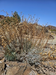 Helianthemum juliae (Helianthemum juliae)