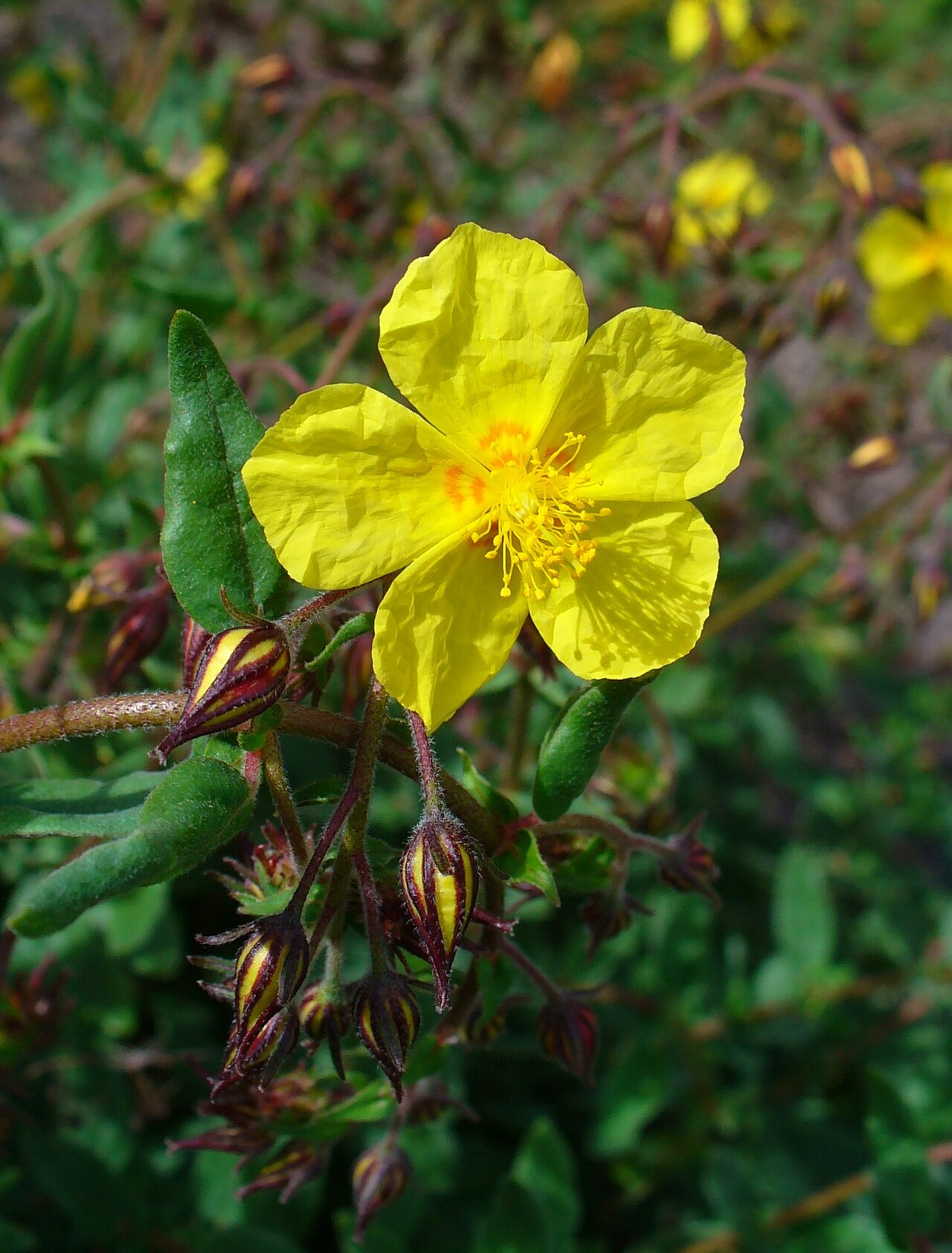 Helianthemum linii: Flower; El Paso, La Palma, Canary Islands, Spain