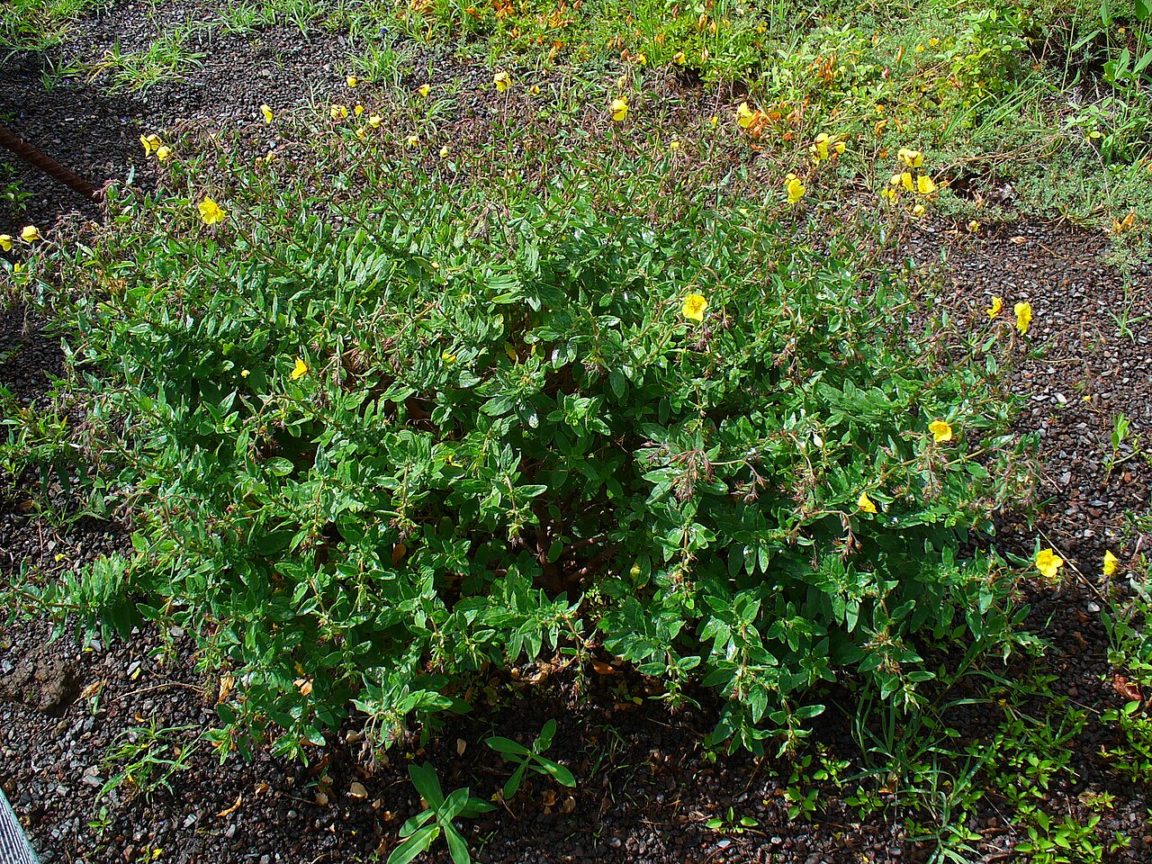 Helianthemum linii: Habitus; El Paso, La Palma, Canary Islands, Spain