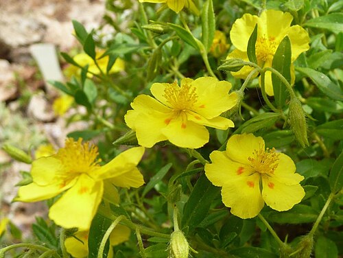 Helianthemum lunulatum: Botanischer Garten Erlangen, 2008