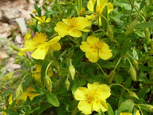 Helianthemum lunulatum: Botanischer Garten Erlangen, 2008