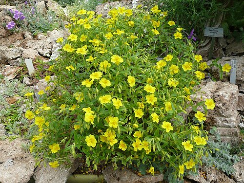 Helianthemum lunulatum: Botanischer Garten Erlangen, 2008