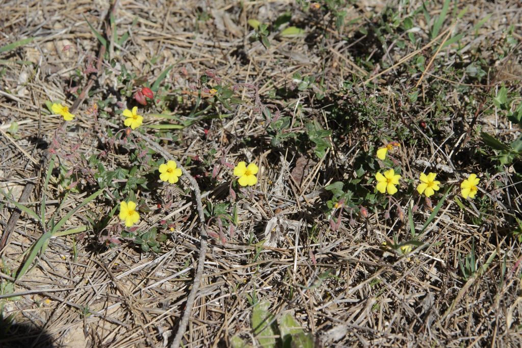 Helianthemum marifolium (Helianthemum marifolium)