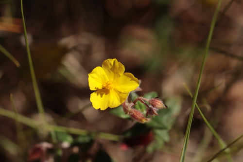 Helianthemum marifolium (Helianthemum marifolium)