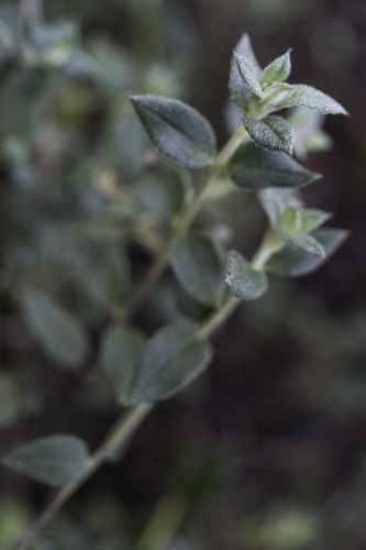 Helianthemum marifolium (Helianthemum marifolium)