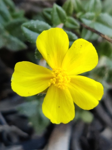 Helianthemum marifolium (Helianthemum marifolium)