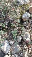 Helianthemum marifolium (Helianthemum marifolium)