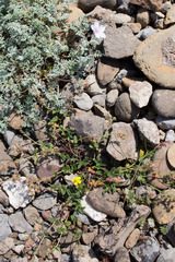 Helianthemum marifolium (Helianthemum marifolium)