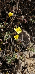 Helianthemum marifolium (Helianthemum marifolium)