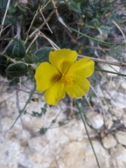 Helianthemum marifolium (Helianthemum marifolium)