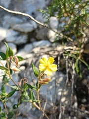 Helianthemum marifolium (Helianthemum marifolium)