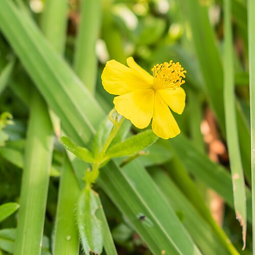 Common rock-rose: Helianthemum grandiflorum ssp glabrum in La Jaÿsinia Botanical Garden in Samoëns, Haute-Savoie, France