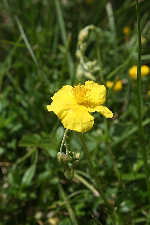 Common rock-rose: Hélianthème nummulaire