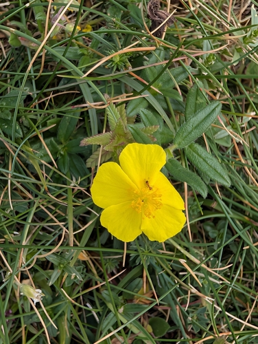 Common rock-rose (Helianthemum nummularium)