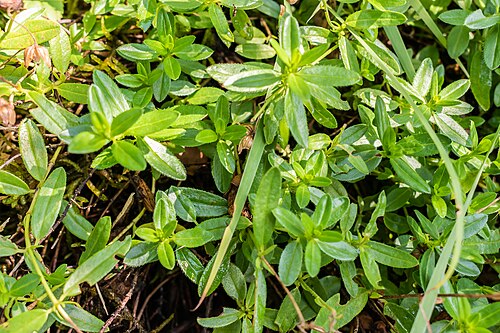 Common rock-rose: Helianthemum grandiflorum ssp glabrum in La Jaÿsinia Botanical Garden in Samoëns, Haute-Savoie, France