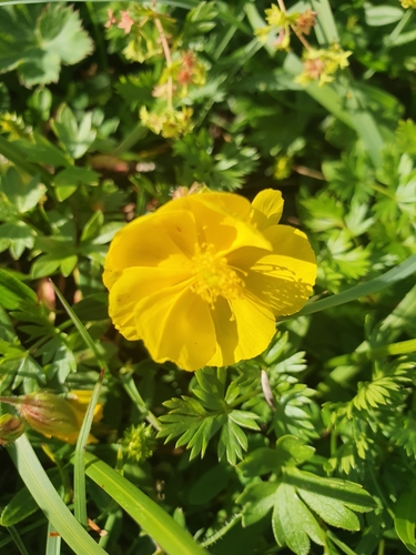 Common rock-rose (Helianthemum nummularium)