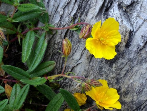 Common rock-rose