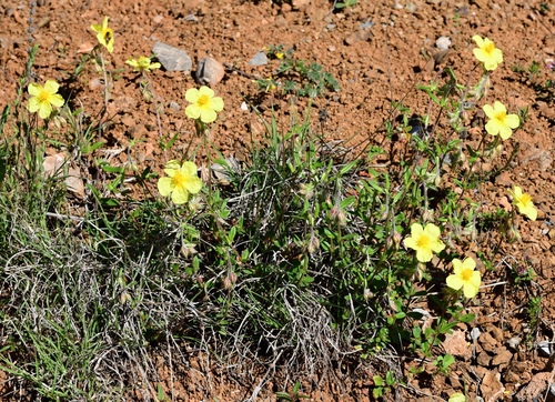 Common rock-rose (Helianthemum nummularium)