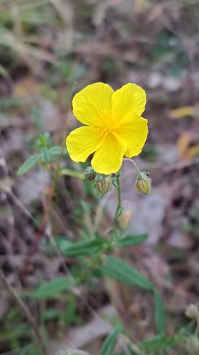 Common rock-rose (Helianthemum nummularium)