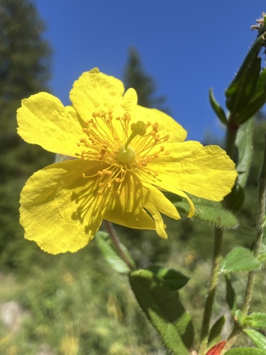 Common rock-rose (Helianthemum nummularium)