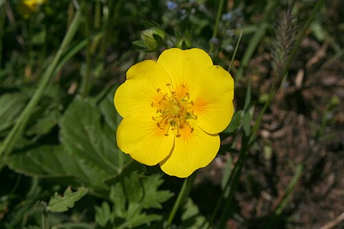 Common rock-rose: Hélianthème nummulaire
