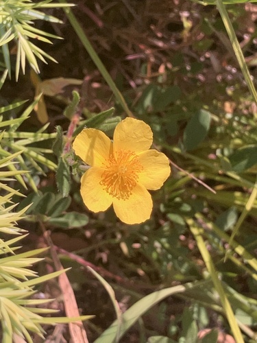 Common rock-rose (Helianthemum nummularium)