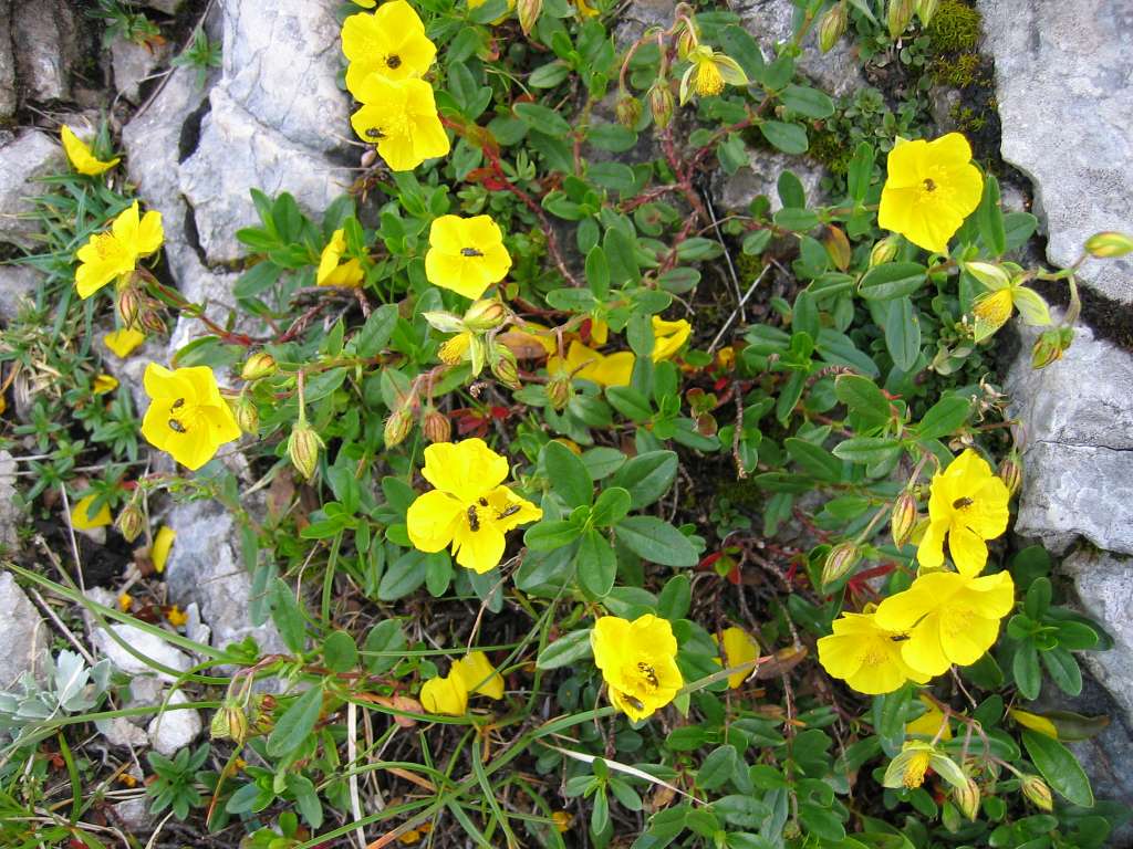 Common rock-rose: Großblütiges Sonnenröschen ( Helianthemum nummularium subsp. glabrum , Syn. H. grandiflorum subsp. glabrum ), Cistaceae - Großer Pyhrgas, Oberösterreich, Österr