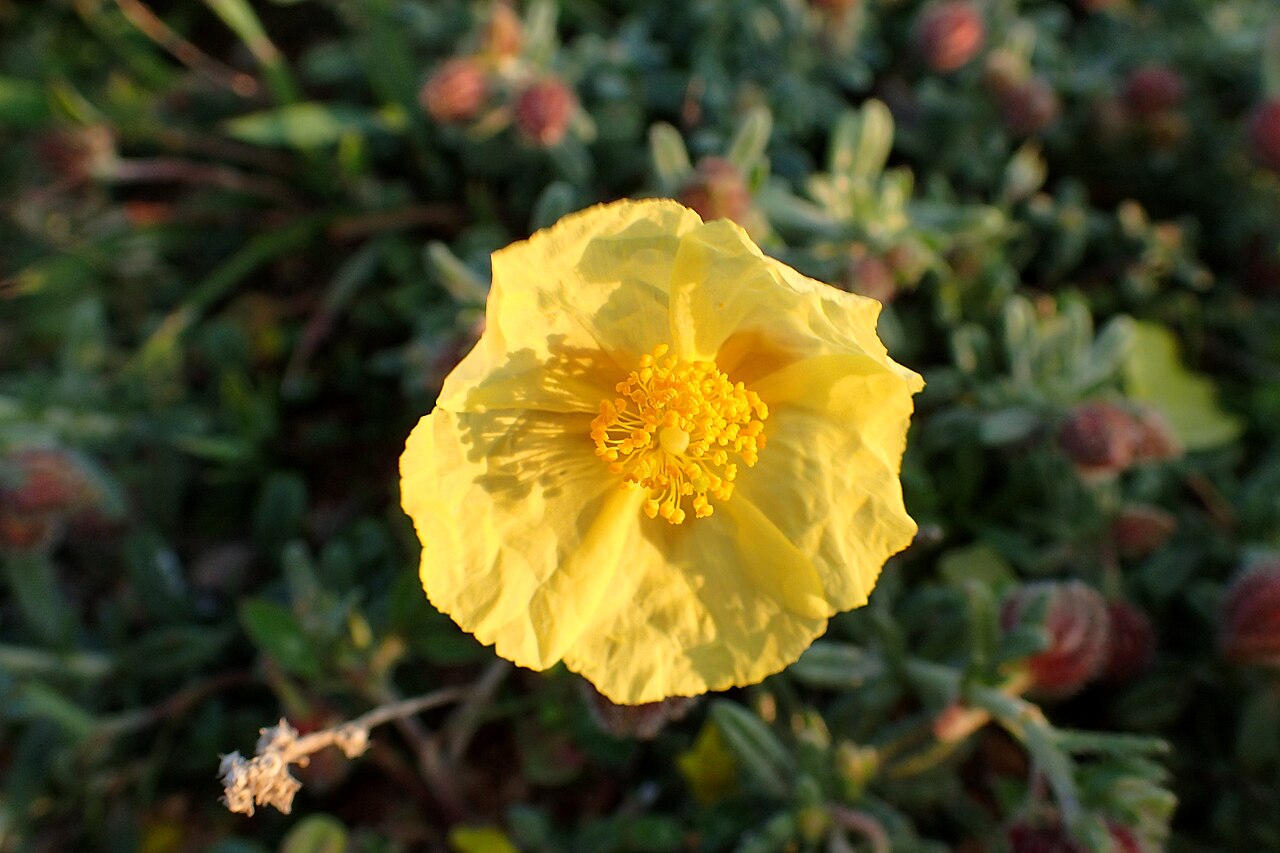 Helianthemum obtusifolium: Helianthemum obtusifolium in Kavo Gkreko, Cyprus