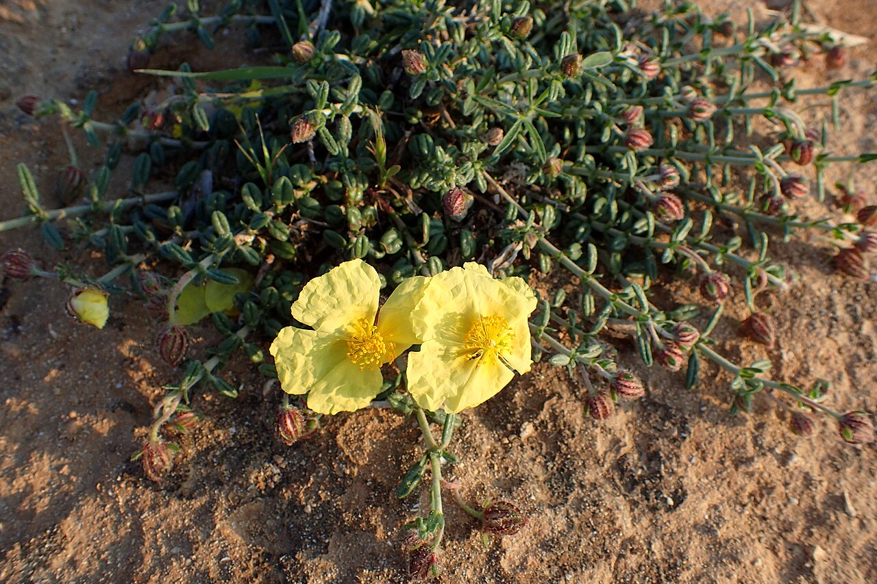 Helianthemum obtusifolium: Helianthemum obtusifolium in Kavo Gkreko, Cyprus