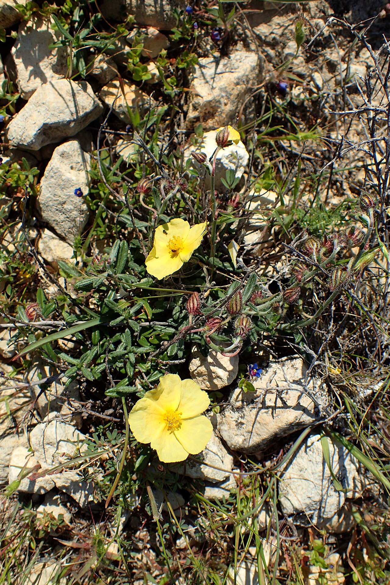 Helianthemum obtusifolium: Helianthemum obtusifolium in Petra tou Ramiou, Cyprus